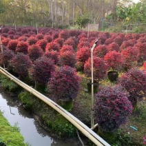 红继木20-180，大量低价出售
