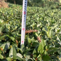 草珊瑚籽育苗
