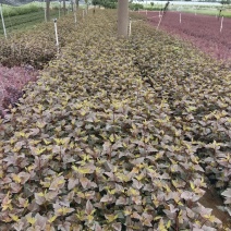 紫叶风箱果