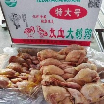 放血大鹌鹑，净堂，干净无毛，质量好价格低