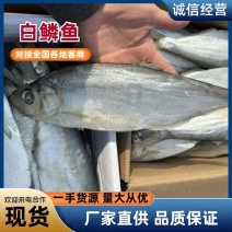 白鳞鱼咸鱼、自身带着油性、蒸、煎、炸产地批发长期供货