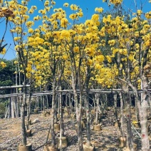 精品黄花风铃木基地供应量大从优诚信经营欢迎咨询