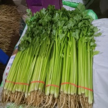 精品芹菜大量有货规格齐全品质保证量大从优欢迎来电