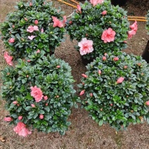 樱桃红杜鹃花