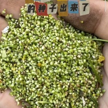 自己种的野外猫爪草种子，出苗率刚刚的