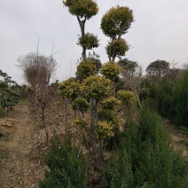 亮晶女贞造型树价格便宜质量保证