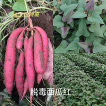 出售脱毒红薯苗：西瓜红！高产.瓜型好，易储存！基地直发！