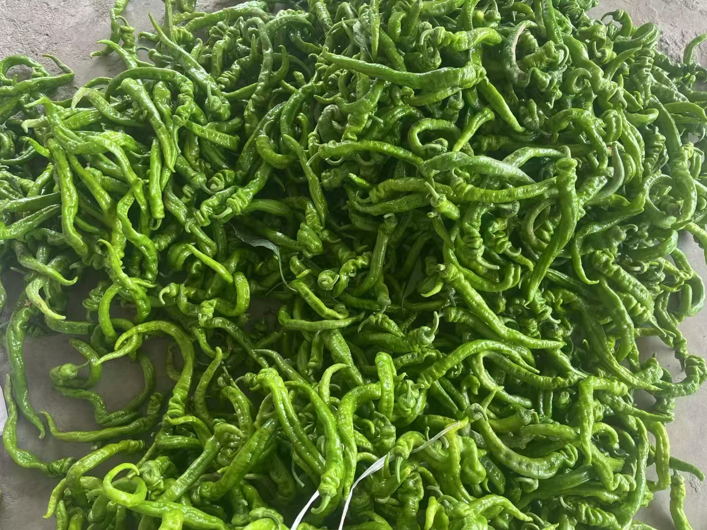 展示新鲜螺丝椒在农贸市场摊位上摆放整齐,摊主正在与顾客交流,背景为热闹的市场环境 螺丝椒在市场销售场景