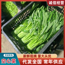 精品空心菜质量保证价格实惠量大从优