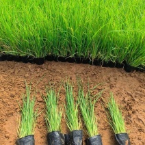 矮蒲苇蒲苇水生植物基地量大可优惠宿根草花