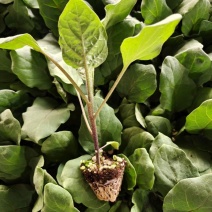 直根茄子苗各种茄子苗基地直发直生苗缓苗快口感好