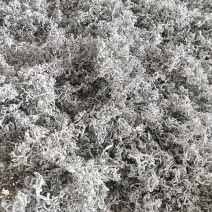 永顺莓茶