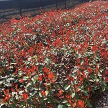 红叶石楠杯苗，邹家苗圃基地欢迎老板电话联系