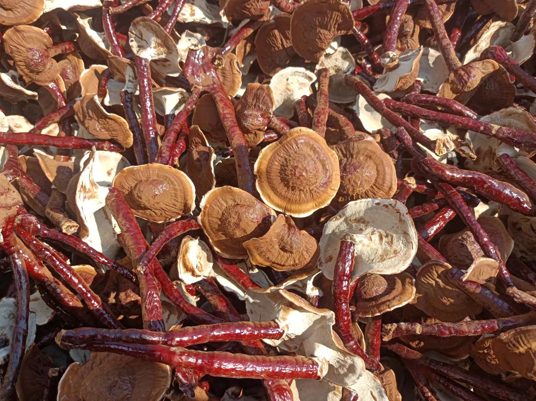 干燥后的竹灵芝特写展示