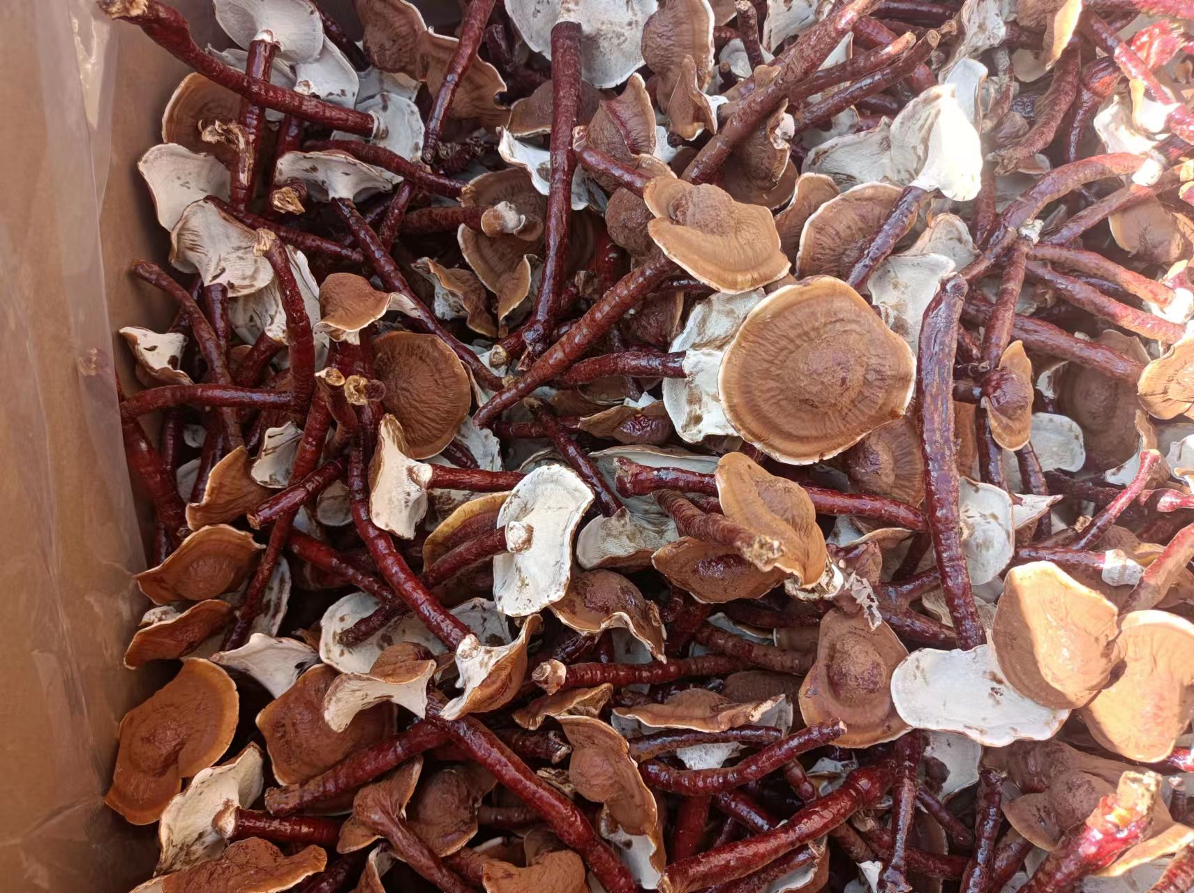 竹灵芝不同颜色的样本展示