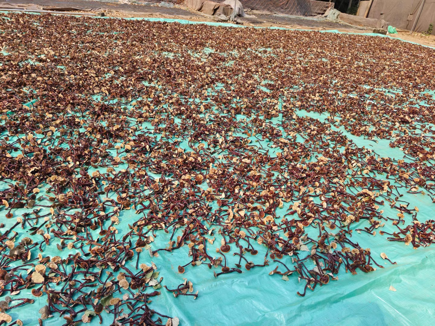 竹灵芝采集过程