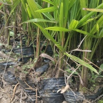 甜棕树苗出售，云南糯粽，有3年苗，四年苗，袋苗，裸根苗，