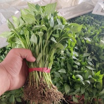 朝天椒三樱簇生，新一代麦茬种植6月10号大量有苗