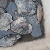 河蚌