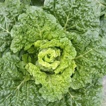 麻叶菜