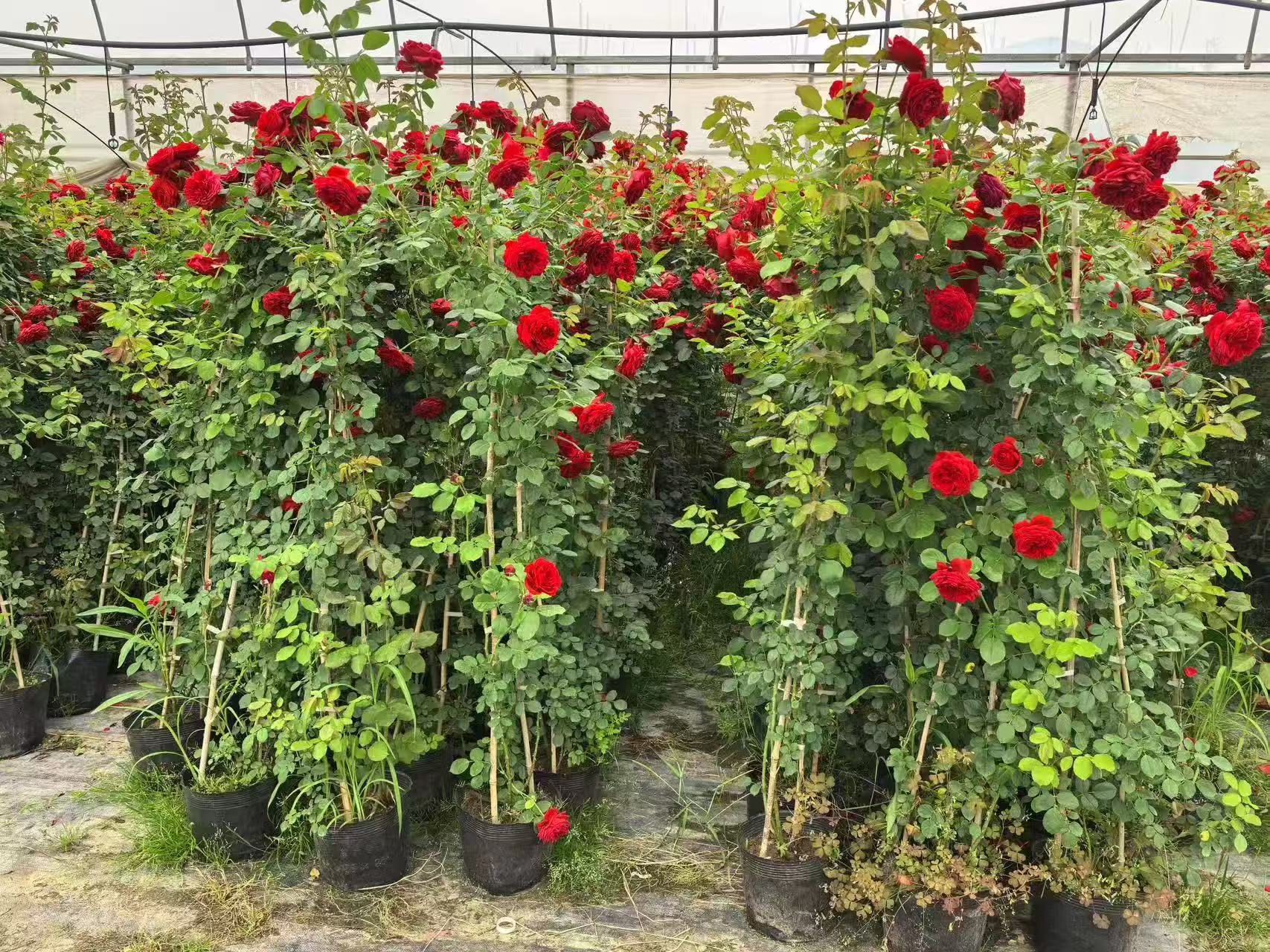 藤本月季盛开景观