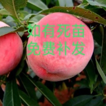 特早熟桃树苗基地，脆红3号6号，金凤金灿油桃盆栽死苗补发