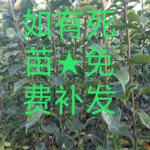 特早熟梨苗基地，早秋月梨苗，夏玉，翠冠，园黄盆栽免费技
