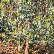 云南临沧古树茶，二五年春茶正在采，有10个单株，有需要的