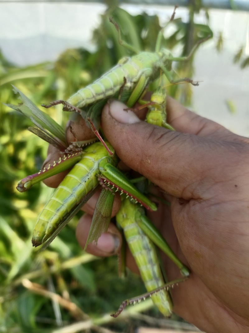 蹬倒山蚂蚱卵大量现货