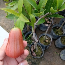 正品黑金刚莲雾果苗