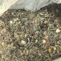 野生蒲公英手选精品青干无杂