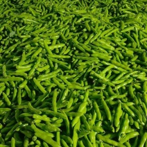 大板蚕豆大量上市，每天都是新鲜采摘大颗粒产地直供