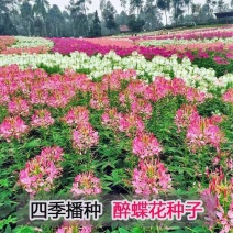 醉蝶花种籽开花易活凤碟草室外庭院绿化种植家庭园艺四季醉蝴