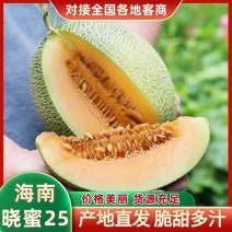 【精选】晓蜜25海南哈密瓜产地批发爆甜多汁视频看货