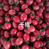 莘县千禧贝贝小番茄一手货源，对接各大批发，零售，电商