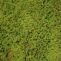 星星苔藓