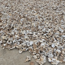 白参菌(干品)