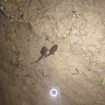 变态小四脚出售，接受预定，不发货