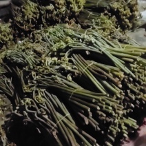 龙爪菜。
