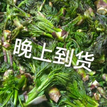 刺嫩芽
