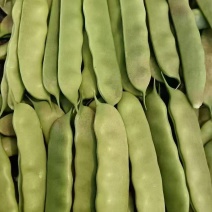 精品油豆油豆角货源充足量大从优全国发货欢迎联系