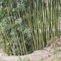 出售五吨斑竹，10公分大小，方便的近快联系，10天内有效