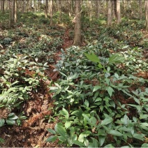 露天育苗基地，两年龄草珊瑚籽育苗。