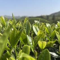 武夷岩茶厂家直销，品质保证，欢迎选购！