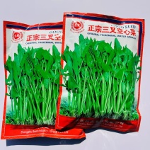 正宗三叉空心菜种子大叶空心菜种子产量高雍菜种子通心菜蓊菜