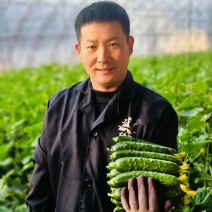 【推荐】河北昌黎马芳营旱黄瓜供应市场商超一手货源
