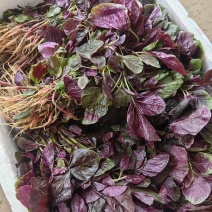 汗菜产地一手货源支持视频看货保质保量欢迎订购
