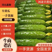 【精选】河北昌黎马芳营旱黄瓜供应市场商超一手货源