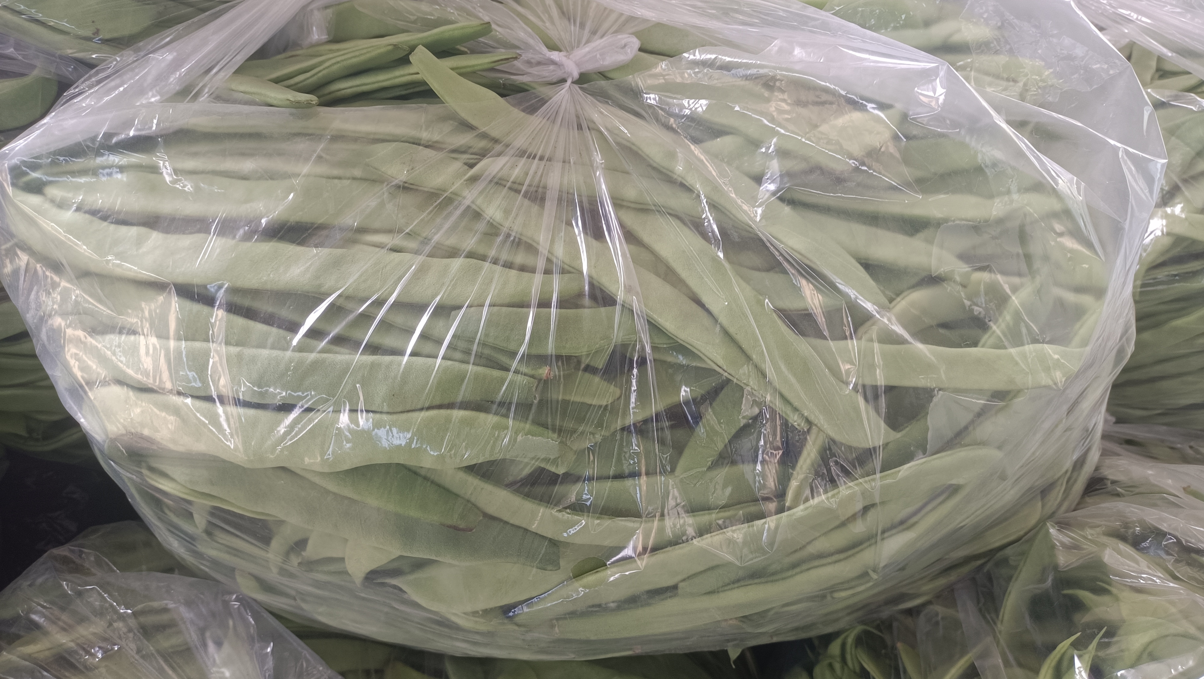 扁青芸豆市售场景图：透明保鲜盒装满整齐码放的新鲜扁青芸豆，豆荚排列方向一致，颜色均匀青翠，表面附着细微水珠，盒体标签清晰标注“当日采摘”“有机认证”及产地信息（云南红河州）