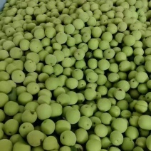 广西酸梅大量上市，一个月收够，